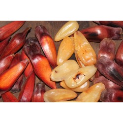 Começa a temporada do pinhão; IAT reforça regras para comercialização